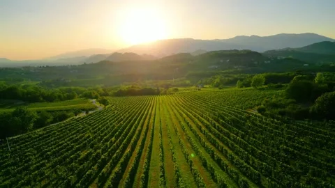 Prosecco vineyards by drone Stock Footage 249928725
