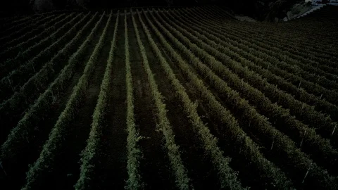 Prosecco's wineyard by Drone Stock Footage 95623062