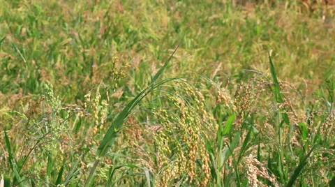 Proso Millet Field Stock Footage 55039712