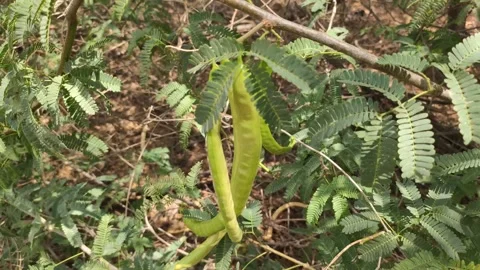 Prosopis Juliflora pods on the tree branches, commonly known as Mesquite Видео 336539203