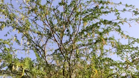 Prosopis Pallida tree branches Stock Footage 301418876
