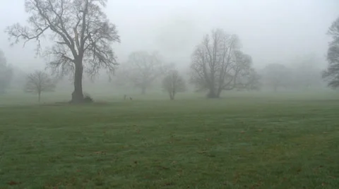 Prospect Park 02 Video stock 34269686