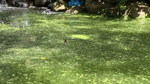 Prospect Park Binnen Falls Floating Bottle Stock Footage 46769208