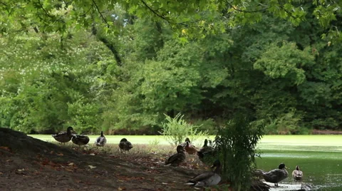 Prospect Park Ducks Stock Footage 46776673