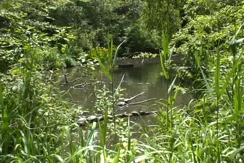 Prospect Park Stock Footage