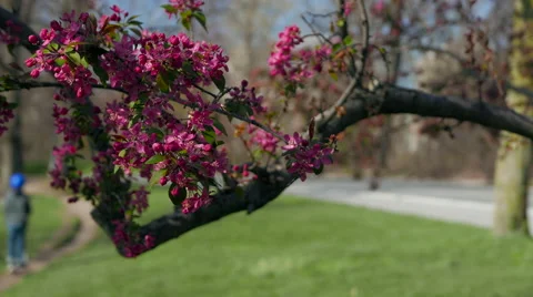 Prospect Park in Springtime. Flowering Trees in Prospect Park. Vídeo Stock 62082997