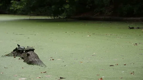 Prospect Park Turtle Falls In Stock Footage 46778033