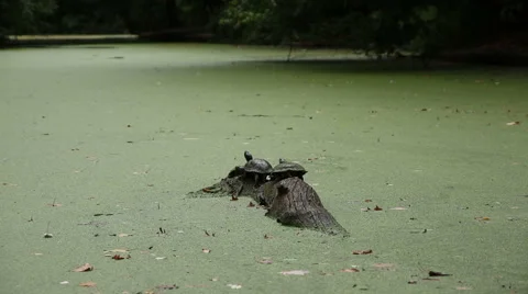 Prospect Park Turtles Stock Footage 46779522