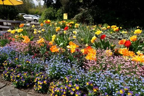 Prospect Point spring flower bed with tulips and daffodils Stock Photos