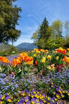 Prospect Point spring tulip bed with North Shore mountain view Foto stock