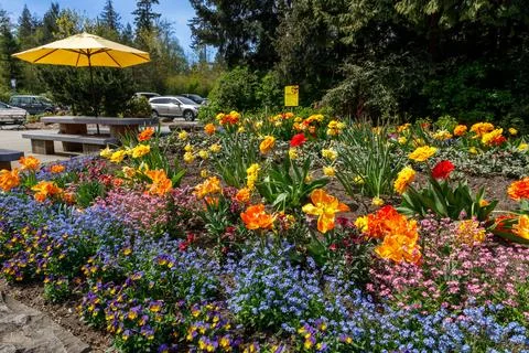 Prospect Point spring tulip bed with picnic patio umbrella Stock Photos
