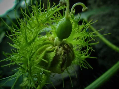 Prospective fruit Stock Photos