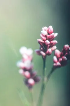 Prosper 스톡 사진