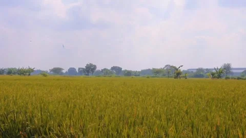 Prosperous rice fields with golden yellow Video stock 308426093
