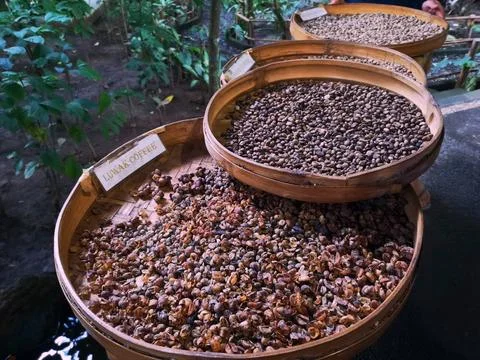 Prossess of Drying Luwak Coffee Stock Photos