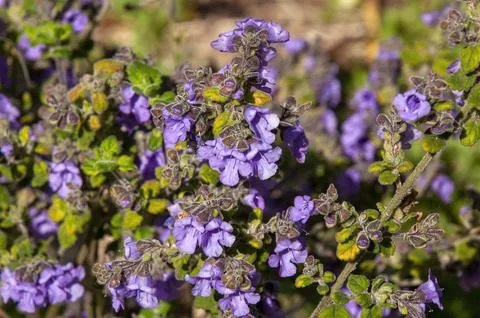 Prostanthera stricta or Mount Vincent mint bush an australian native plant Foto stock