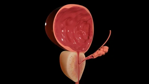 Prostate and Bladder Section Stock-Footage 122704623