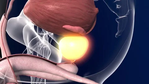 Prostate gland, gonads, hormone secretion. 스톡 동영상 344102594