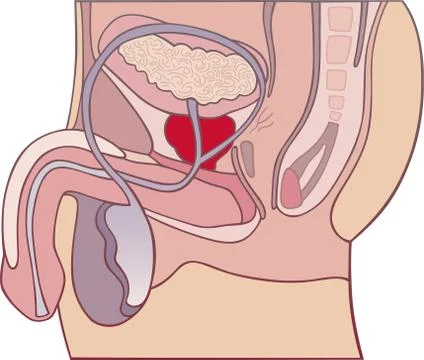 Prostate gland Stock Illustration