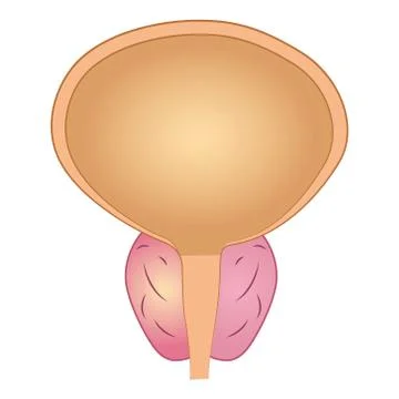Prostate Gland Vector Illustration on Isolated White Background Stock Illustration
