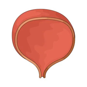 Prostate illustration Stock Illustration
