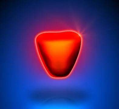 Prostate - Internal organs - blue background 스톡 일러스트