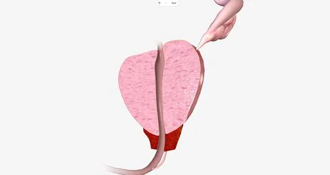 The Prostate, Sagittal Cross Section Illustrazione stock