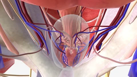 The prostate is a small gland in men that helps make semen Stock Footage 248893296