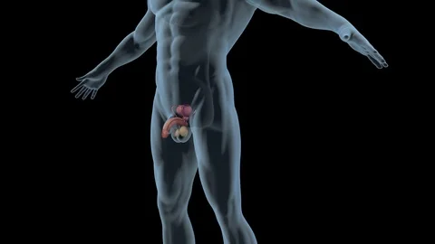 Prostatic Hyperplasia 스톡 동영상 121357618