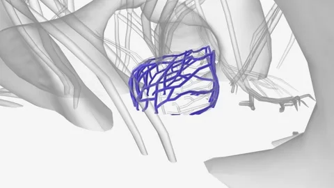 The prostatic venous plexus is a network... | Stock Video | Pond5