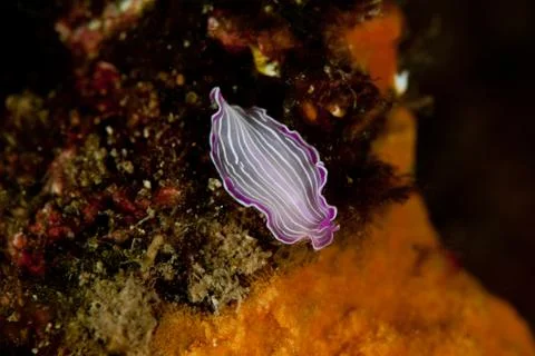 Prosteceraeus roseus, Flatworm Stock-Fotos