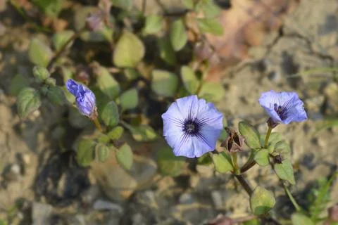 Prostrate bellflower Stock Photos