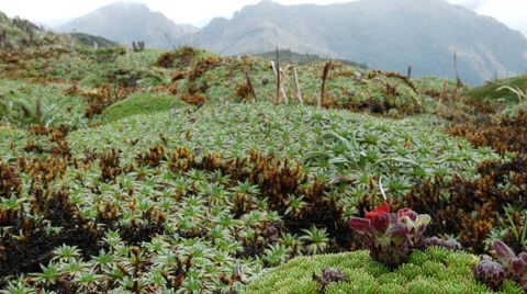 Prostrate cushion plants growing at high altitude on the paramo in Ecuador Vídeo Stock 47626939