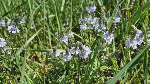 Prostrate speedwell flowers (Veronica prostrata) in a grassy field. Delicate blo Stock Footage 307764929