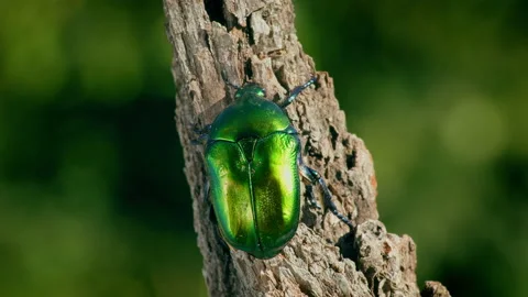 Protaetia affinis beetle, bug crawling on a twig Stock Footage 233186081