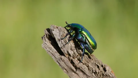 Protaetia affinis beetle, bug crawling and flying from a twig Stock Footage 233188015