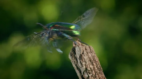 Protaetia affinis beetle, bug crawling and flying from a twig Stock Footage 233189126
