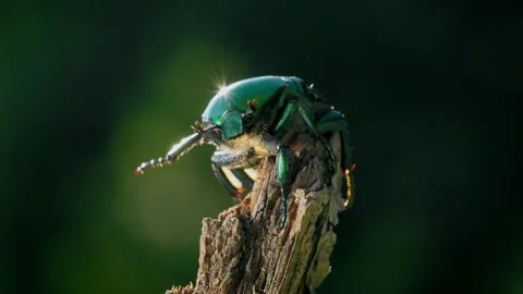 Protaetia affinis beetle, bug crawling and flying in backlight Stock Footage 233189963