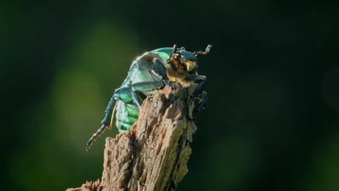 Protaetia affinis beetle, bug crawling and flying in backlight Stock-Footage 233190405