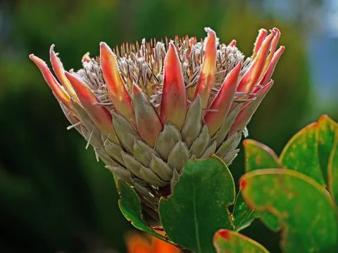 Protea in backlight 스톡 사진