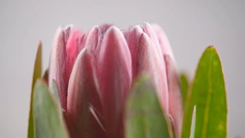 Protea bud closeup. Pink King Protea flower rotation over purple background Stock Footage 112097647