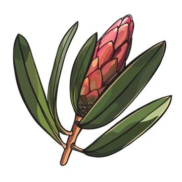 Protea bud  Detailed  Vector Illustration Illustrazione stock