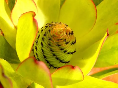 Protea Bud Stock Photos