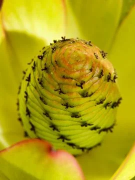 Protea Bud. Foto stock