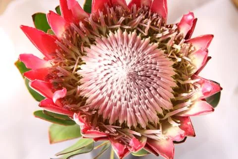 Protea close up Stock Photos