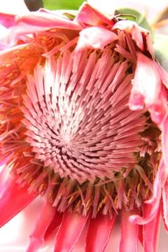 Protea close up 写真素材