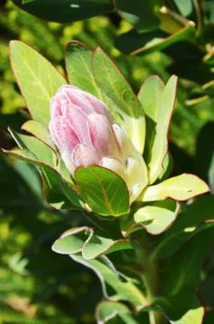 Protea  closeup Stock Photos