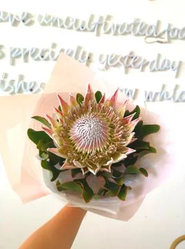 Protea cynaroides Stock Photos