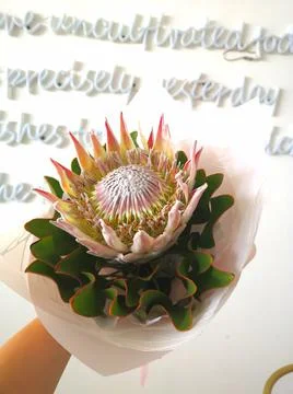 Protea cynaroides Stock Photos