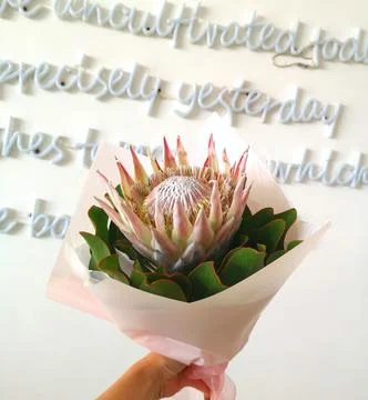 Protea cynaroides Stock Photos